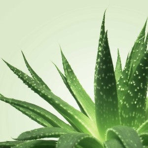 Gel de massage Nuru Mixgliss Aloe Vera 250ml Gel de massage Nuru Mixgliss Aloe Vera 250ml