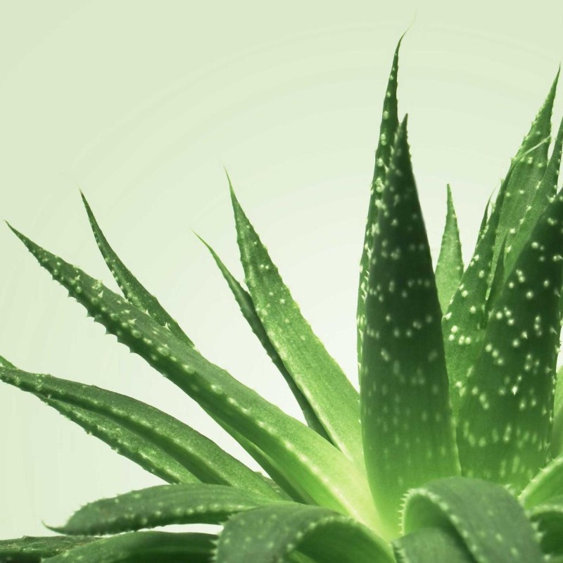 Gel de massage Nuru Mixgliss Aloe Vera 250ml Gel de massage Nuru Mixgliss Aloe Vera 250ml
